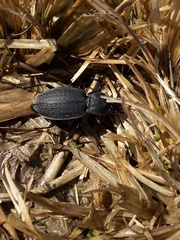 Carabus vinctus