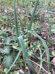 Allium porrum