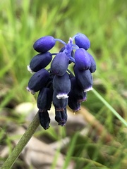 Muscari neglectum