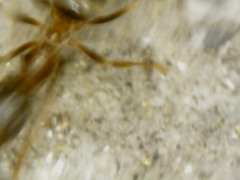 Formicidae
