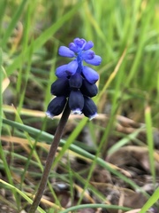 Muscari neglectum