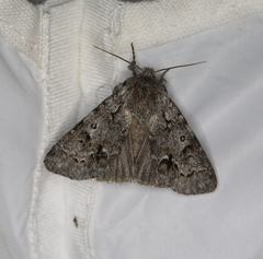 Acronicta menyanthidis