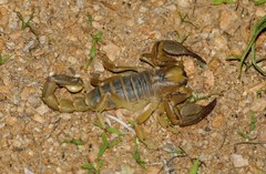 Opistophthalmus setifrons