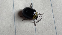 Morphosphaera japonica