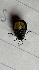 Morphosphaera japonica