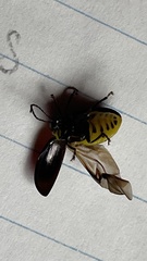 Morphosphaera japonica