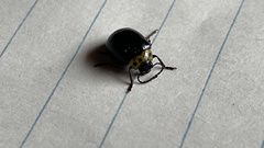 Morphosphaera japonica