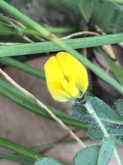 Medicago minima