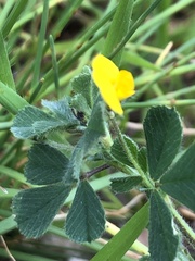 Medicago minima