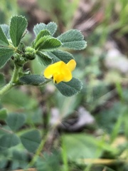 Medicago minima