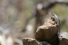 Sceloporus horridus