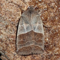 Eupsilia devia