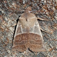 Eupsilia devia