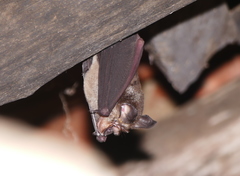 Rhinolophus rouxii