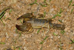 Opistophthalmus setifrons