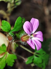 Geranium robertianum