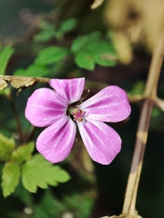 Geranium robertianum