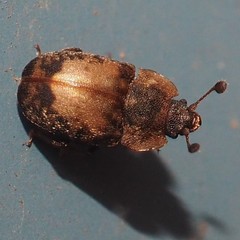 Omosita discoidea