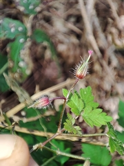 Geranium robertianum