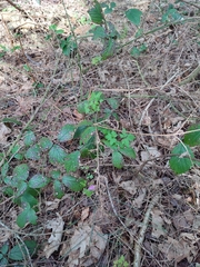 Geranium robertianum