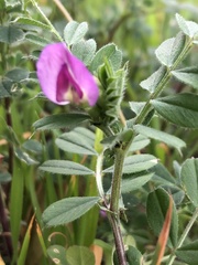 Vicia sativa