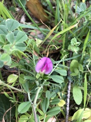 Vicia sativa