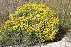 Helichrysum stoechas
