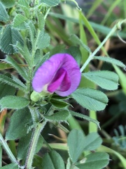 Vicia sativa