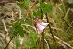 Rubus pungens oldhamii