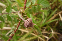 Rubus pungens oldhamii