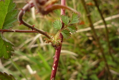 Rubus pungens oldhamii