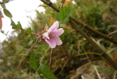 Rubus pungens oldhamii