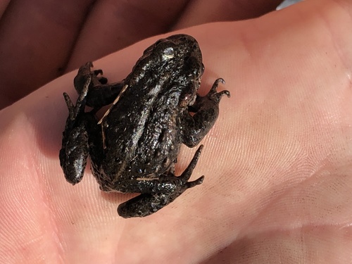 Cape Mountain Toad, Capensibufo tradouwi