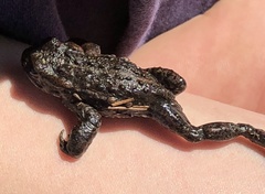 Capensibufo tradouwi
