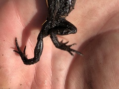 Capensibufo tradouwi