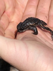 Capensibufo tradouwi