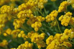 Helichrysum stoechas
