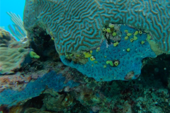 Halisarca caerulea