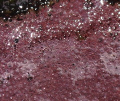 Hypoxylon rubiginosum