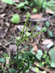 Cardamine