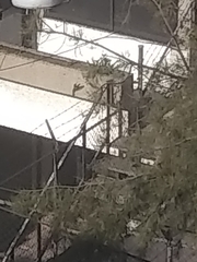 Saucerottia beryllina