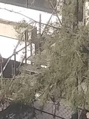 Saucerottia beryllina