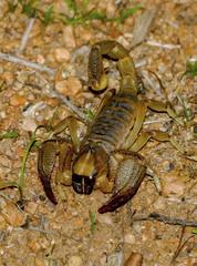 Opistophthalmus setifrons