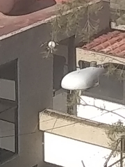 Saucerottia beryllina