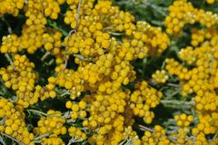 Helichrysum stoechas