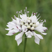 Common Mock Scabious - Photo (c) IIDA Toshimasa, some rights reserved (CC BY-NC), uploaded by IIDA Toshimasa