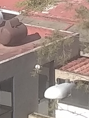 Saucerottia beryllina