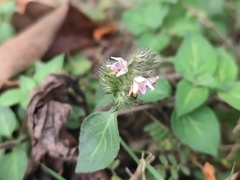 Lepidagathis incurva