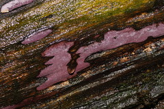 Hypoxylon rubiginosum