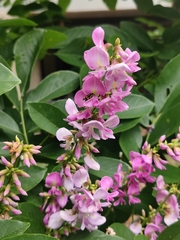 Millettia macrostachya